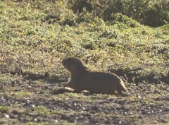 Cynomys gunnisoni