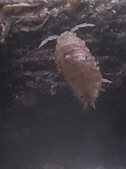 Oniscidea