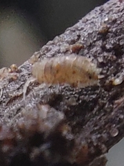 Oniscidea