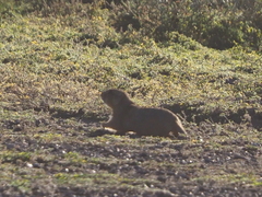 Cynomys gunnisoni