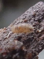 Oniscidea
