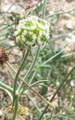 Scabiosa columbaria