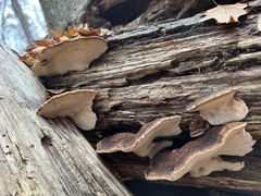 Ischnoderma resinosum