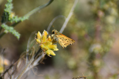Hylephila phyleus phyleus