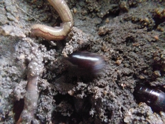 Pycnoscelus surinamensis