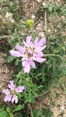 Scabiosa columbaria