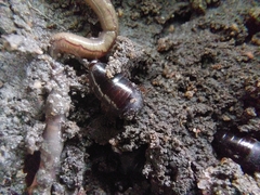 Pycnoscelus surinamensis