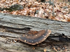 Ischnoderma resinosum