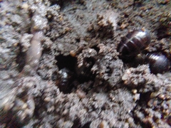 Pycnoscelus surinamensis