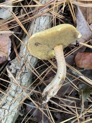 Suillus hirtellus