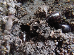 Pycnoscelus surinamensis