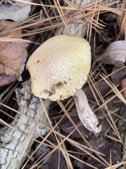 Suillus hirtellus