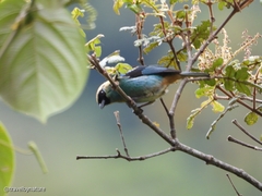 Tangara labradorides