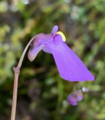 Utricularia barkeri