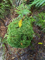 Hymenophyton flabellatum