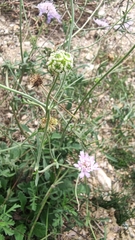 Scabiosa columbaria