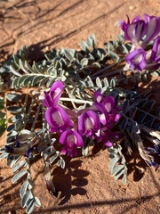 Astragalus amphioxys