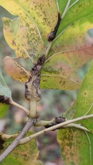 Melikaiella tumifica