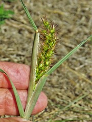 Cenchrus longispinus