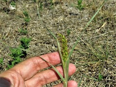 Cenchrus longispinus