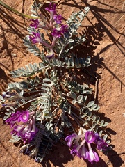 Astragalus amphioxys