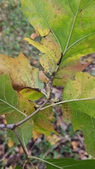 Melikaiella tumifica