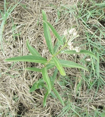 Asclepias asperula