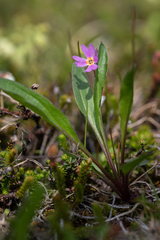Primula cuneifolia