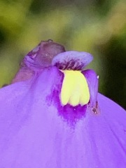 Utricularia barkeri