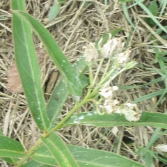 Asclepias asperula
