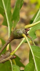 Zapatella quercusphellos