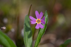 Primula cuneifolia