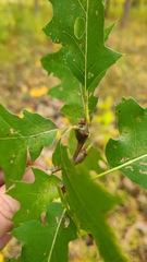 Zapatella quercusphellos