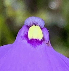 Utricularia barkeri