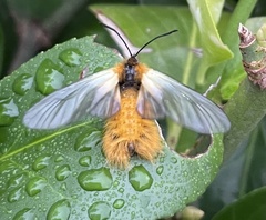 Pryeria sinica