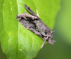Plusiopalpa adrasta