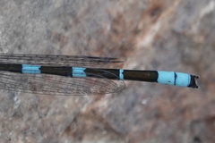 Enallagma carunculatum