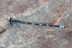 Enallagma carunculatum