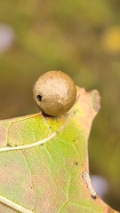 Amphibolips quercusostensackenii