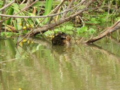 Heteronetta atricapilla