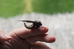 Daphnusa ocellaris