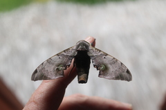 Daphnusa ocellaris