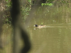 Heteronetta atricapilla