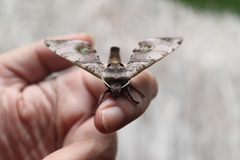 Daphnusa ocellaris