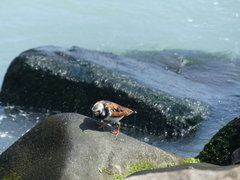 Arenaria interpres