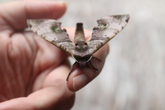 Daphnusa ocellaris