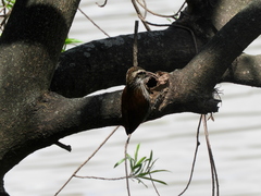 Lepidocolaptes angustirostris