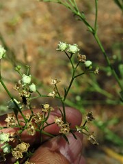 Parthenium hysterophorus
