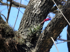 Tillandsia aeranthos