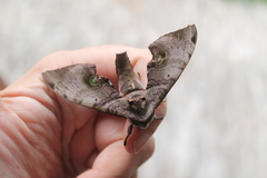 Daphnusa ocellaris